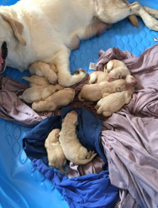 Mild Paws Academy Dog 3