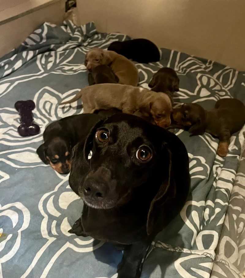 Mild Paws Academy Dog 6