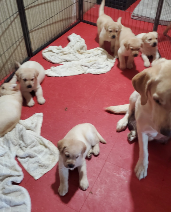 Mild Paws Academy Dog 2