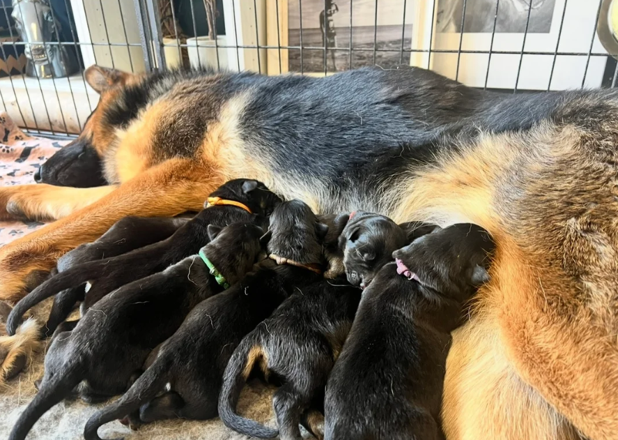 Mild Paws Academy Dog 1